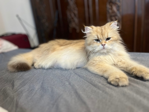 Ömürlük yuva arıyoruz fotoğraf