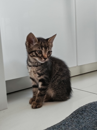 2 aylık yavru yeni yuvasını arıyor fotoğraf