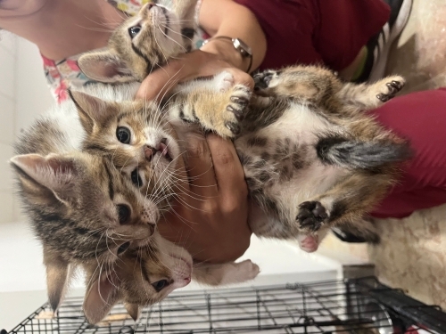 Müjgan’ın Minikleri Yuva Bekliyor 🐾 fotoğraf