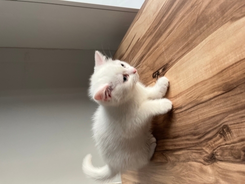 4 aylık british ve Ankara kedisi kırması uysal insan canlısı bir kedi fotoğraf
