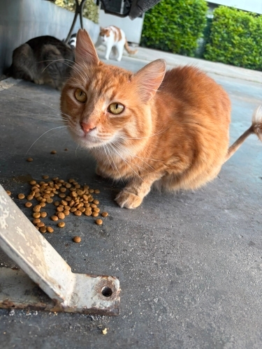 Kedi sahiplenme fotoğraf