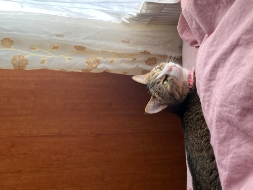 aşırı sevecen uysal dişi kedi fotoğraf