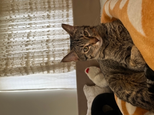 ERKEK UYSAL KEDİ (ikisi birlikte) fotoğraf