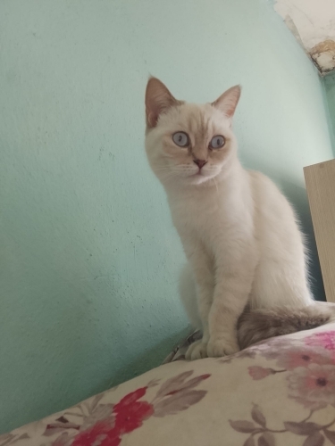 Güzel pamuğumuza ömürlük yuva fotoğraf