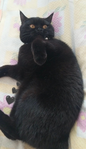 Ücretsiz british shorthair fotoğraf