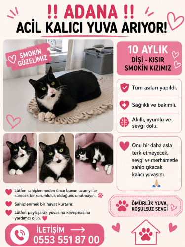 ADANA ACİL ÖMÜRLÜK YUVASINI ARIYORUZ fotoğraf