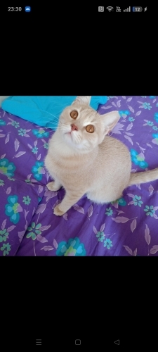 Aslan'a yuva arıyoruz fotoğraf