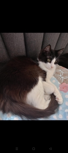 Ege yuva arıyor fotoğraf