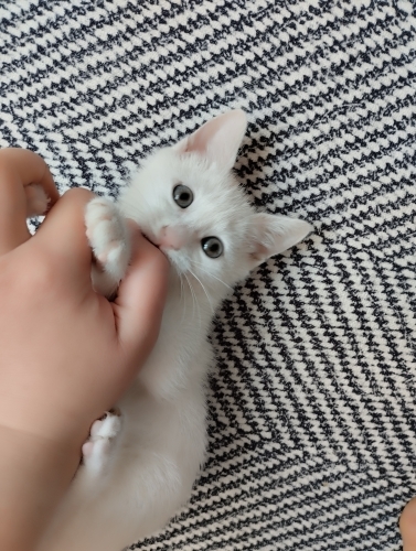 Yakışıklı ufaklığa Kalıcı ömürlük yuvasını arıyoruz fotoğraf