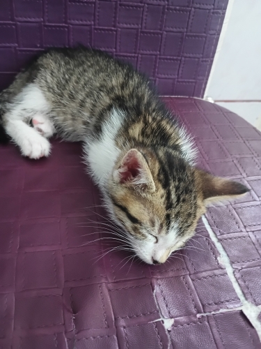 🐾 ACİL KALICI YUVA ARIYOR 🐾 fotoğraf