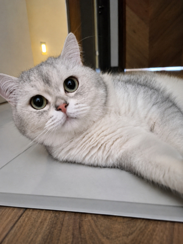 Ücretsiz sahiplenme British kedi acil yuva fotoğraf