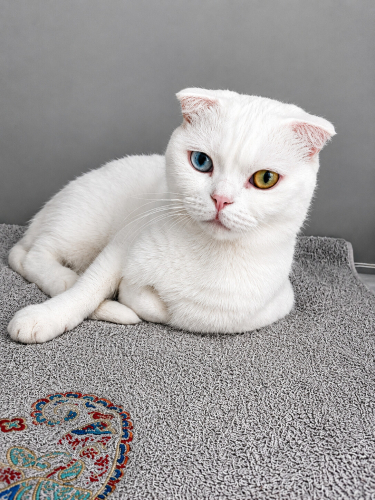 Ücretsiz sahiplenme Scottish fold fotoğraf