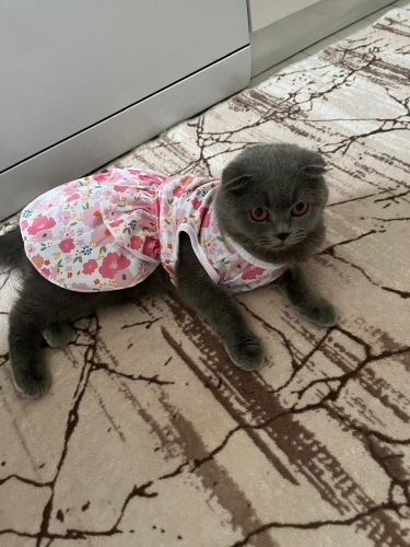 Çok nayif bi kedi çocuklara karşı özellikle fotoğraf