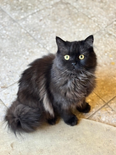 Sevgi delisi bir çocuk fotoğraf