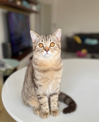 Leo ya sıcak bir yuva arıyoruz fotoğraf