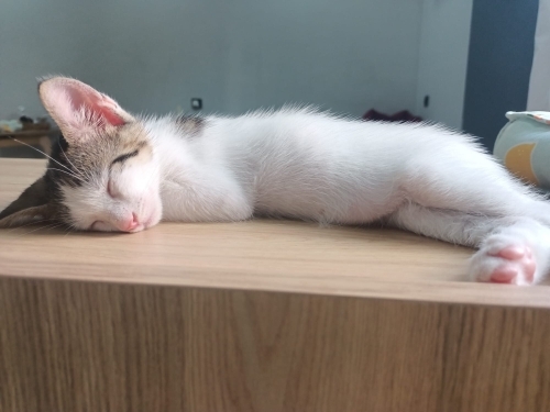 Yuvamı Arıyorum fotoğraf