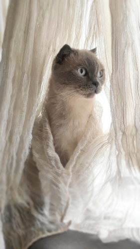Mutluluk dişi kısır fotoğraf