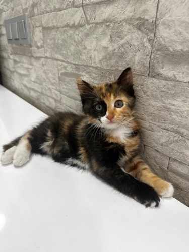 Ona yuva olmak ister misiniz fotoğraf