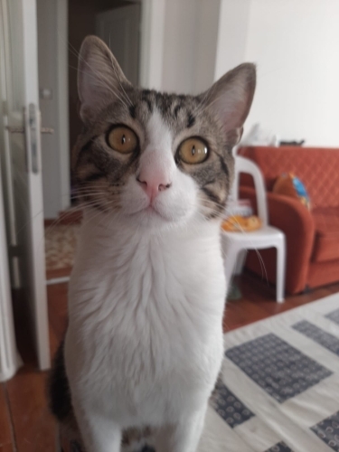 Kucak delisi Afacan Maximillian fotoğraf