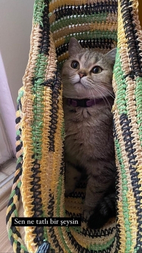 Tamamen ücretsiz fotoğraf