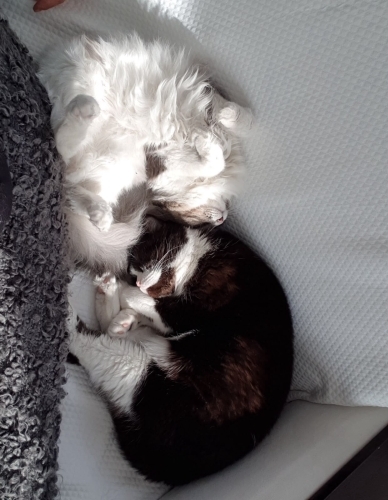Müslüm ve Bihter kardeşler fotoğraf