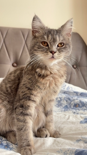 🥹 Bir Şans Verir Misiniz? Gölge Yuva Bekliyor fotoğraf