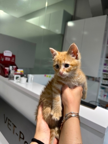Limon bebek ömürlük yuvasını arıyor fotoğraf