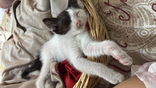 Yavru kedi sütlaça yeni yuva arıyoruz fotoğraf