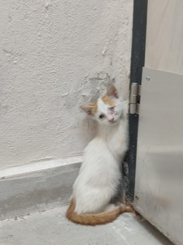 İzmir Acil Yuva 🙏🏻 fotoğraf