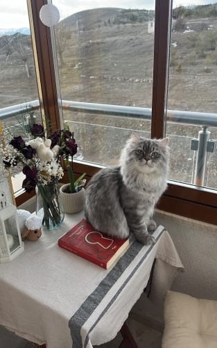 Bu güzelliğe yuva aranıyor fotoğraf