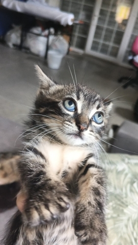 2 AYLIK YAVRU KEDİLER fotoğraf