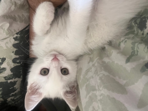 Sevgi dolu minik Lio fotoğraf