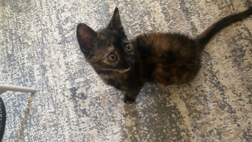 Calico Mocha Hanım evinize şans getirsin! fotoğraf