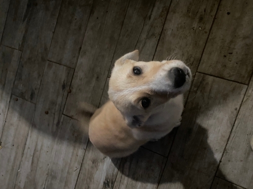 Bekçi köpeğidir( Evi bekler) fotoğraf