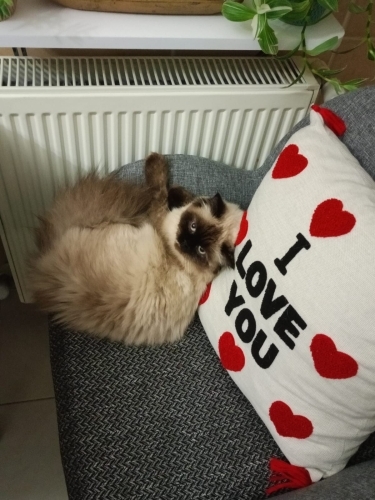 kedimi sahiplendirmek istiyorum fotoğraf