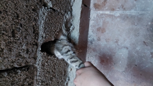 Duvarda sıkışmıs bebege yuva fotoğraf