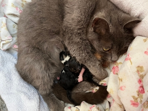 ACİL YUVA! Sokağa atılmış cins kedi ve yeni doğan bebekleri fotoğraf