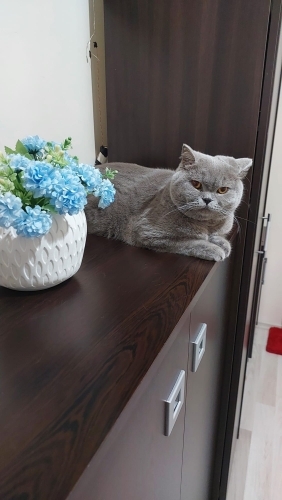 Sakin uysal adı duman erkek kısır fotoğraf