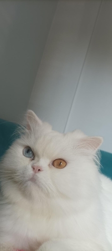 Şekere yeni yuva arıyoruz fotoğraf