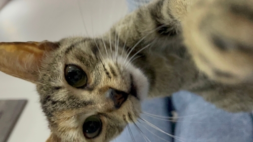 Çok acil yuva aranıyor, kısır dişi kedi fotoğraf