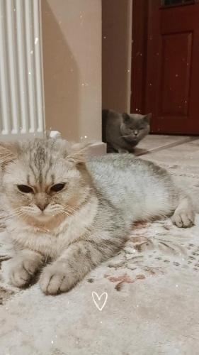 ÜcretsiZ sahiplendirilecek fotoğraf