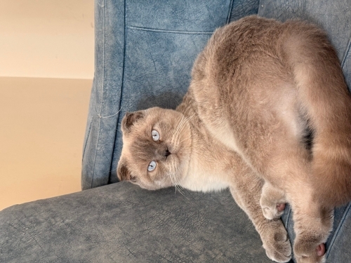 İsmi pamuk henüz 12 aylık eğitimli fotoğraf