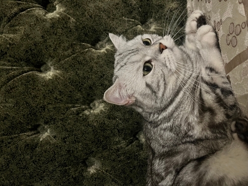 British Silver Shorthair Kısır Çiğli Erkek Kedi fotoğraf