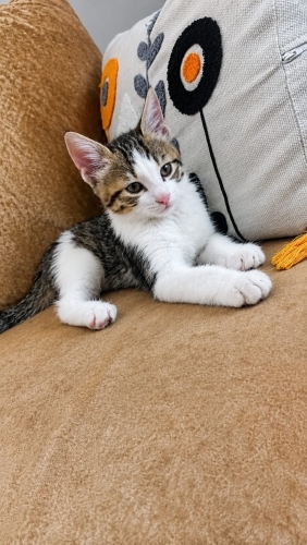 Çok tatlı, oyuncu, yavru kedi fotoğraf