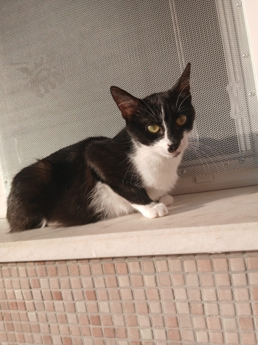 Güzel kız yuva arıyor fotoğraf