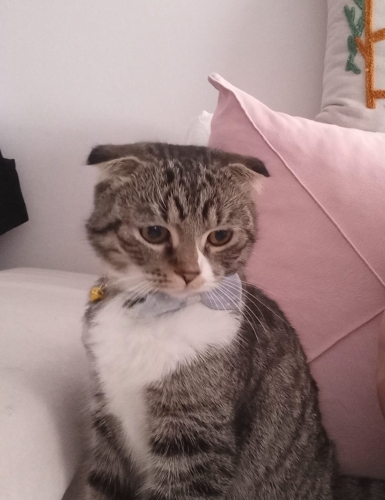 Dişi kısır 1 yaş terk edildi fotoğraf