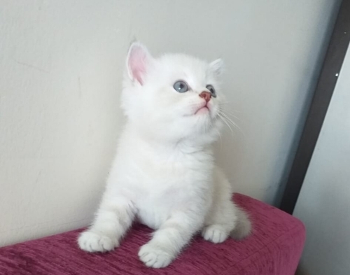 Saf Kan 2 Yaşına Girdi Acil Malzemeli Sahiplendirme fotoğraf