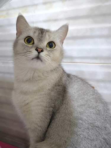 MİA'YA SAMSUN'DA YUVA ARIYORUM fotoğraf