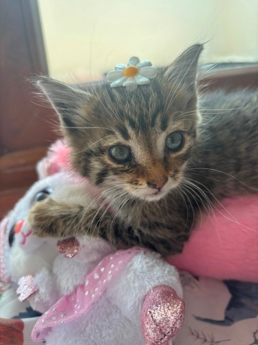 Avcunuza sığacak yavru kedi fotoğraf