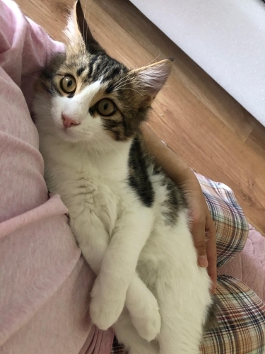 Tontik oğlumuz kucakta oyuncak bebek gibi uyumlu fotoğraf